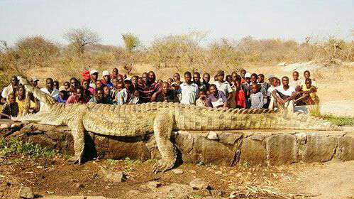 عکسی از یک تمساح غول پیکر در آفریقا